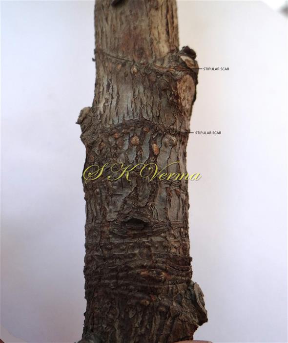  Stem showing stipular scars